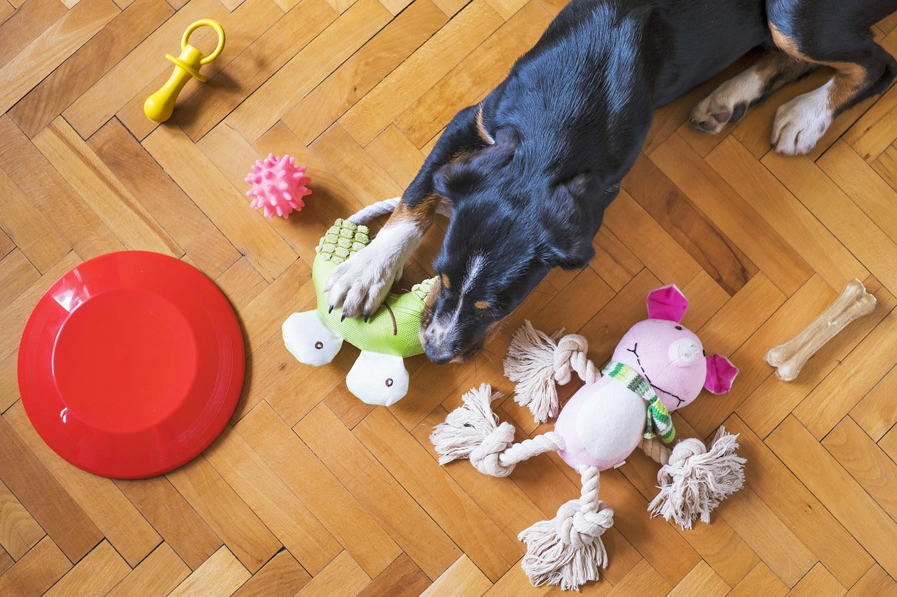 Interactive pet toys